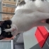 Smokin Kısır Erkek fotoğraf