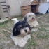 Tommy ve Zeyna yeni bir yuva arıyor fotoğraf