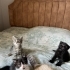 scottish fold annenin bebekleri ömürlük yuvalarını arıyorlar fotoğraf