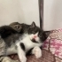 scottish fold annenin bebekleri ömürlük yuvalarını arıyorlar fotoğraf