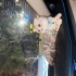 Bursa Scottish Kedi fotoğraf