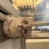 Bursa Scottish Kedi fotoğraf