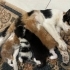 ACİL YAVRU KEDİLER fotoğraf