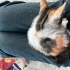 Evsiz Annesiz :( Calico Bebeye Geçici Kalıcı Yuva🐾 fotoğraf