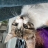 Evsiz Annesiz :( Calico Bebeye Geçici Kalıcı Yuva🐾 fotoğraf