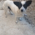 TAM BİR EV CANI: JACK RUSSEL TERİYER fotoğraf