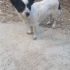 TAM BİR EV CANI: JACK RUSSEL TERİYER fotoğraf
