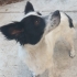 TAM BİR EV CANI: JACK RUSSEL TERİYER fotoğraf