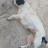TAM BİR EV CANI: JACK RUSSEL TERİYER fotoğraf