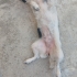 TAM BİR EV CANI: JACK RUSSEL TERİYER fotoğraf