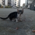 Yavru erkek tekir kedi sahiplendirilmesi fotoğraf