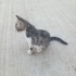 Yavru erkek tekir kedi sahiplendirilmesi fotoğraf