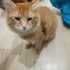 Sarı turuncu oyun sefer kedi fotoğraf