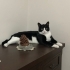 YENİ YUVAMI ARIYORUM fotoğraf
