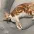 Sevgi pıtırcığı, oyun meraklısı :)) fotoğraf