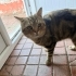 Tosbik surat kedi fotoğraf