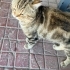 Tosbik surat kedi fotoğraf