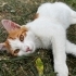 Simbamız için yuva fotoğraf