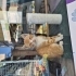 Kendi sevdirmeye bayılan kedi fotoğraf