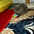 3 AYLIK BRİTİSH SORTHAİR BEBİŞİ..!! fotoğraf