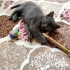 3 AYLIK BRİTİSH SORTHAİR BEBİŞİ..!! fotoğraf