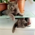 3 AYLIK BRİTİSH SORTHAİR BEBİŞİ..!! fotoğraf