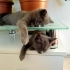 3 AYLIK BRİTİSH SORTHAİR BEBİŞİ..!! fotoğraf