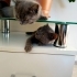 3 AYLIK BRİTİSH SORTHAİR BEBİŞİ..!! fotoğraf