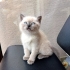 3 AYLIK BRİTİSH SORTHAİR BLUE POINT fotoğraf