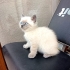 3 AYLIK BRİTİSH SORTHAİR BLUE POINT fotoğraf
