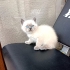 3 AYLIK BRİTİSH SORTHAİR BLUE POINT fotoğraf