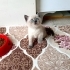 3 AYLIK BRİTİSH SORTHAİR BLUE POINT fotoğraf