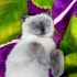 3 AYLIK BRİTİSH SORTHAİR BLUE POINT fotoğraf