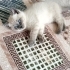 3 AYLIK BRİTİSH SORTHAİR BLUE POINT fotoğraf