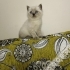 3 AYLIK BRİTİSH SORTHAİR BLUE POINT fotoğraf