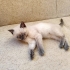 3 AYLIK BRİTİSH SORTHAİR BLUE POINT fotoğraf