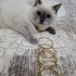 3 AYLIK BRİTİSH SORTHAİR BLUE POINT fotoğraf