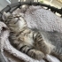 1 aylık minik patilere hayran kalacaksınız🥰 fotoğraf