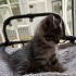 1 aylık minik patilere hayran kalacaksınız🥰 fotoğraf