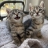 1 aylık minik patilere hayran kalacaksınız🥰 fotoğraf
