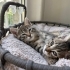 1 aylık minik patilere hayran kalacaksınız🥰 fotoğraf