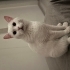 TAYİN SEBEBİ İLE YAVRUMU SAHİPLENDİRMEK İSTİYORUM fotoğraf