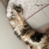 Güzel Tüylü Lunamız fotoğraf