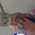 Cana yakın ve oyun sever british shorthair fotoğraf
