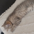 Cana yakın ve oyun sever british shorthair fotoğraf