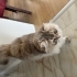 Ücretsiz sahiplendirme fotoğraf