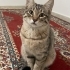 Bu 3 Cana Yakın Kardeşe Acil Yuva Aranıyor fotoğraf
