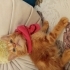 Minik Puaça Poncik fotoğraf