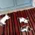 4 yavru 2 aylıklar 2 dişi 2 erkek fotoğraf
