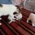 4 yavru 2 aylıklar 2 dişi 2 erkek fotoğraf